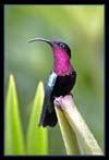 4 A mais pequena das aves é o colibri, Calypte Helenae, que vive em Cuba, o qual da ponta do bico à ponta da cauda mede 6 milésimas do metro e pesa milésimas do quilograma a) Escreve em notação