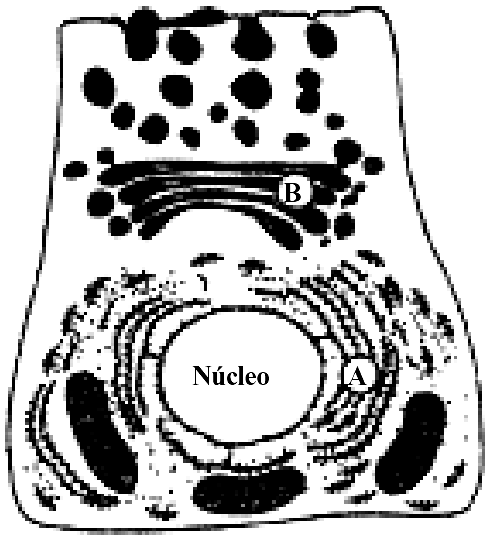 Questão 18) O esquema representa uma célula secretora de enzimas em que duas estruturas citoplasmáticas estão indicadas por letras (A e B).