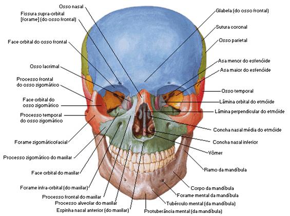 2 CRÂNIO O crânio é o esqueleto da cabeça; vários ossos formam suas duas partes: o Neurocrânio e o Esqueleto da Face.
