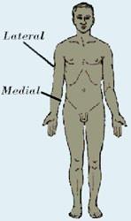 3. Termos de posição Proximal: próximo a raiz de implantação do membro.