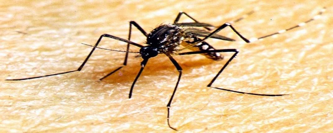 DENGUE Dengue é uma doença causada por um vírus, transmitida de uma pessoa doente para uma