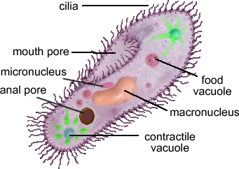 i) Centríolos *Cílios Cílios são estruturas de locomoção numerosas e curtas.