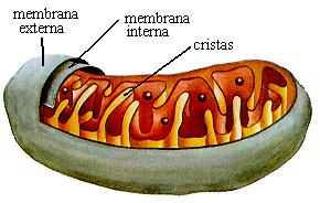Organela formada por duas membranas lipoprotéicas.