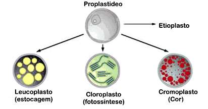 4. METABOLISMO ENERGÉTICO PLASTOS Presentes em células vegetais e protistas.