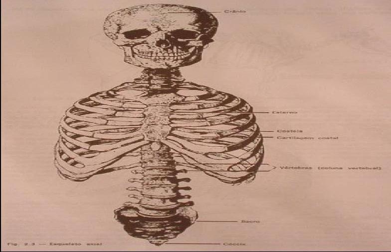 Anatomia Humana Sistema Esquelético Ed. Física Prof. Cláudio Costa Osteologia: É o estudo dos ossos.