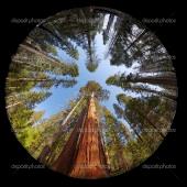 A Sequoia-Gigante é a maior