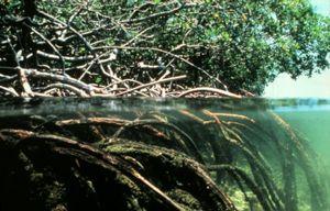 O Manguezal, também chamado de Mangue, é um ecossistema costeiro, de transição entre os ambientes terrestre e marinho, uma zona úmida característica de regiões tropicais e subtropicais.