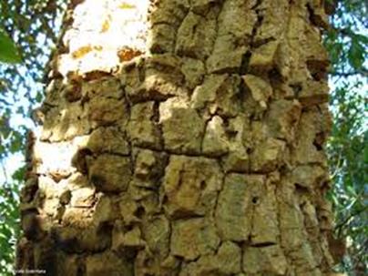 CERRADO Segundo maior bioma, ocupa cerca de 22% do território nacional, as árvores possuem troncos tortos, cobertos por uma cortiça grossa, e de folhas