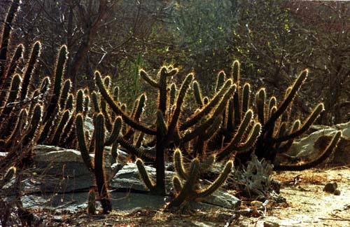 CAATINGA - FLORA Vegetação= arbustos tortuosos que perdem as folhas na estação seca, cactáceas e bromeliáceas, e por