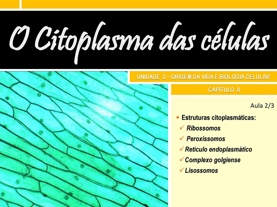 Estruturas citoplasmáticas: Ribossomos