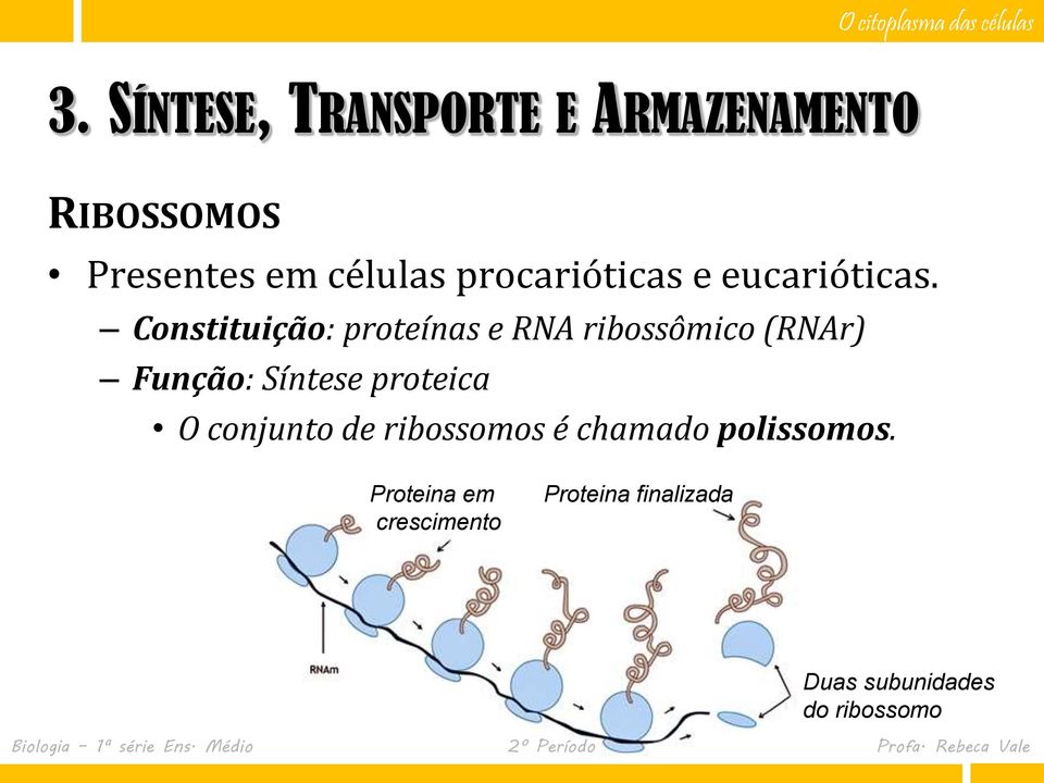 Constituição: proteínas e RNA ribossômico (RNAr) Função: Síntese proteica