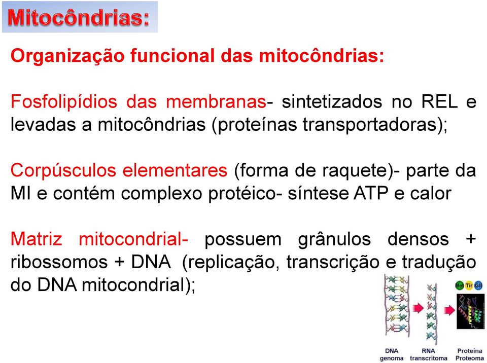 raquete)- parte da MI e contém complexo protéico- síntese ATP e calor Matriz mitocondrial-