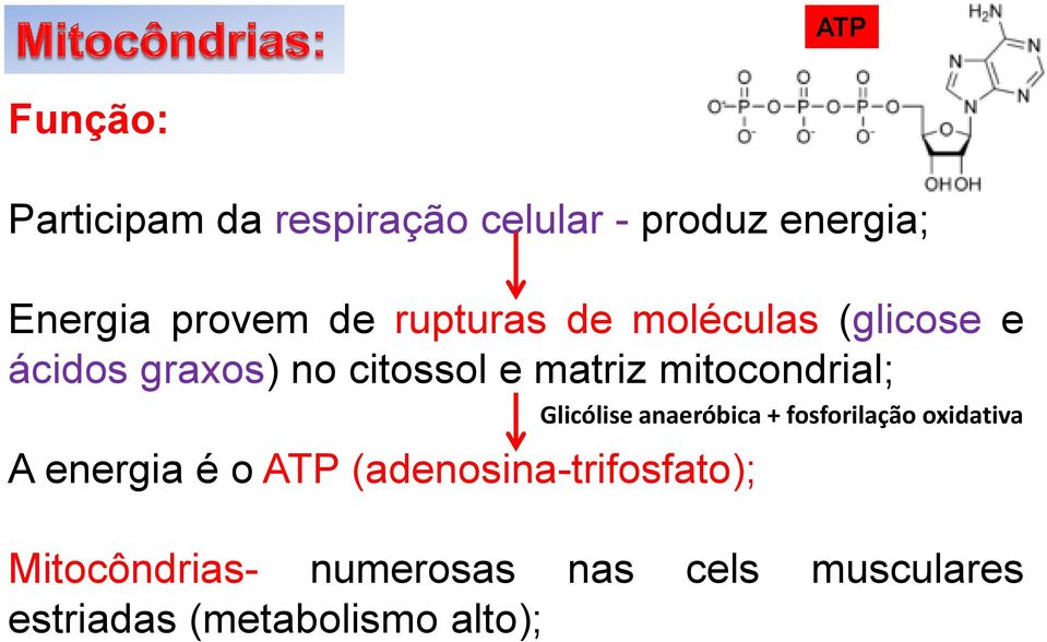 mitocondrial; A energia é o ATP (adenosina-trifosfato); Glicólise anaeróbica +
