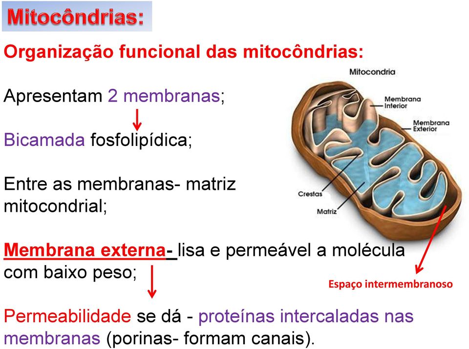 Organização funcional das mitocôndrias: Apresentam 2 membranas; Bicamada
