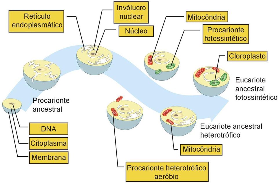 Eucariote ancestral fotossintético DNA Citoplasma Membrana