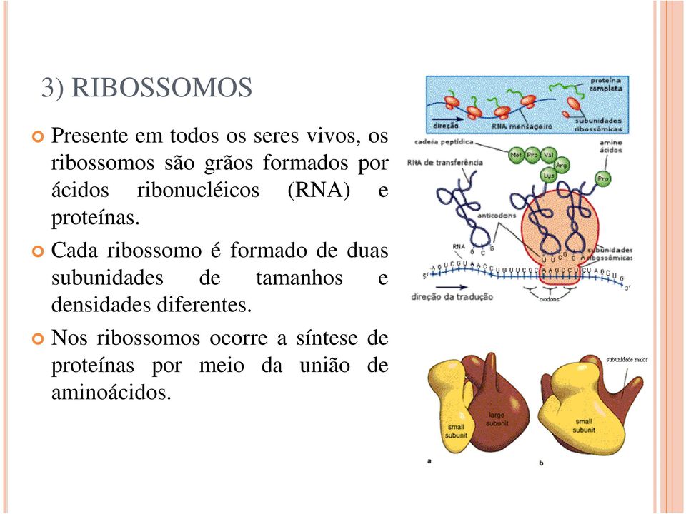 Cada ribossomo é formado de duas subunidades de tamanhos e densidades
