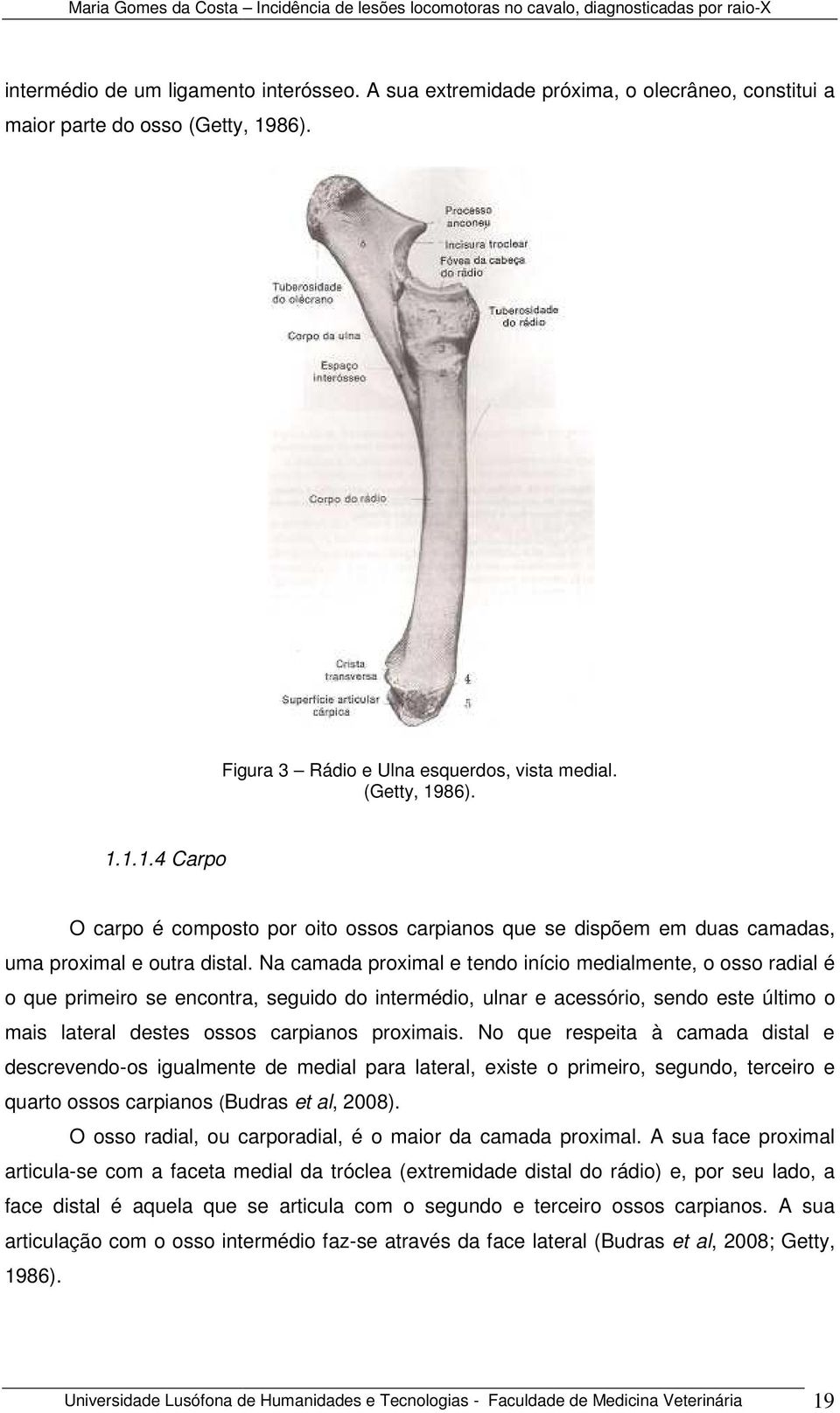 Na camada proximal e tendo início medialmente, o osso radial é o que primeiro se encontra, seguido do intermédio, ulnar e acessório, sendo este último o mais lateral destes ossos carpianos proximais.