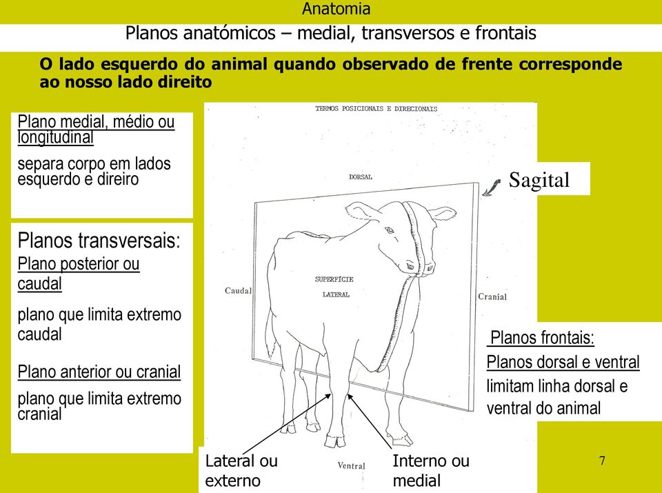 Planos transversais: Plano posterior ou caudal plano que limita extremo caudal Plano anterior ou cranial plano que limita