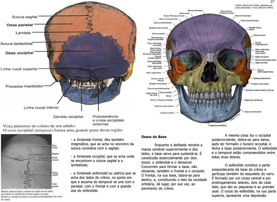 Ossos da Base Enquanto a abóbada recobre a massa cerebral superiormente e dos lados, a base serve para sustentá-la. É constituída essencialmente por dois ossos: o esfenóide e o temporal.