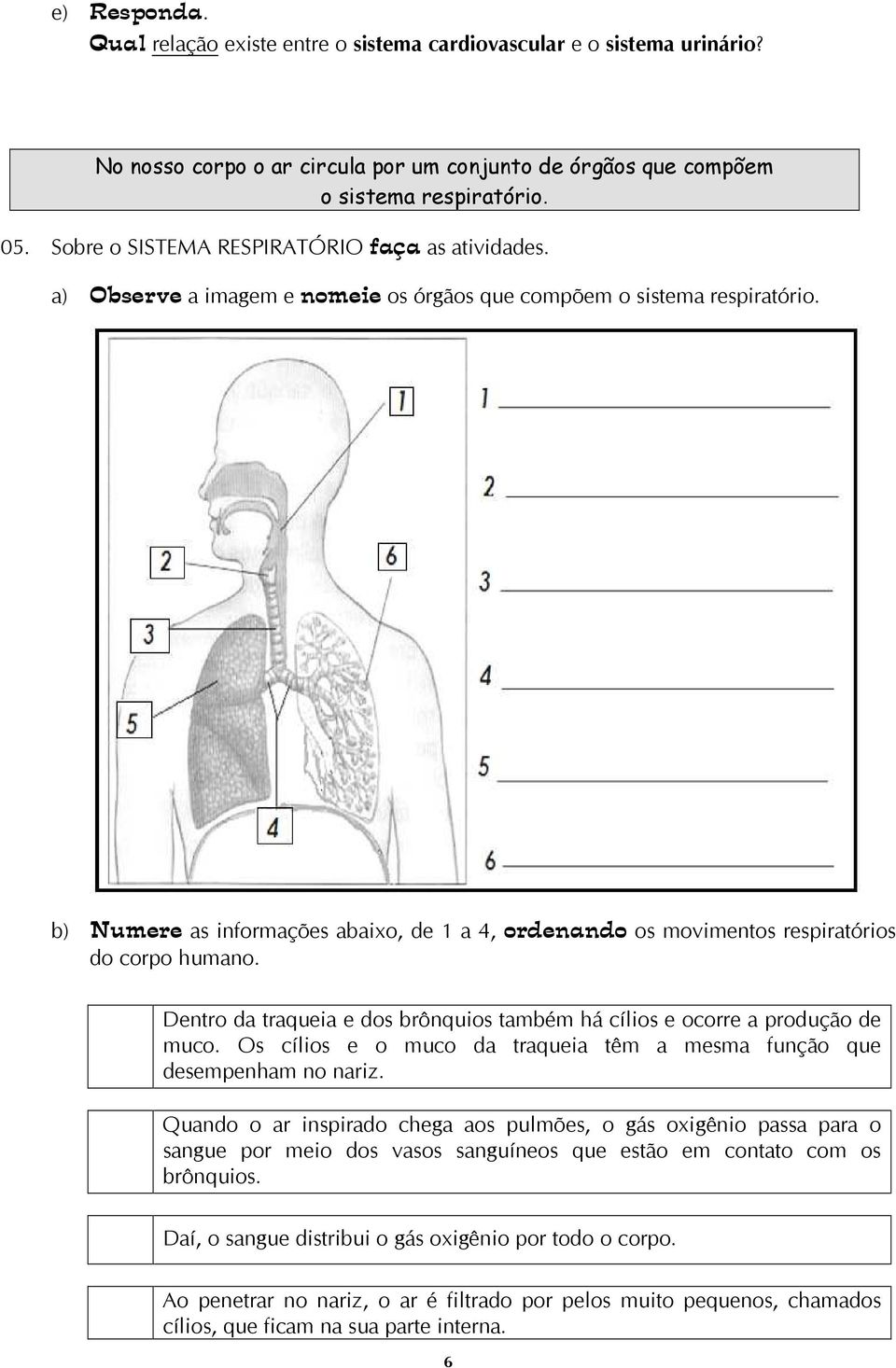 b) Numere as informações abaixo, de 1 a 4, ordenando os movimentos respiratórios do corpo humano. Dentro da traqueia e dos brônquios também há cílios e ocorre a produção de muco.