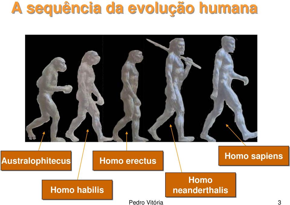 Homo sapiens Homo habilis Homo
