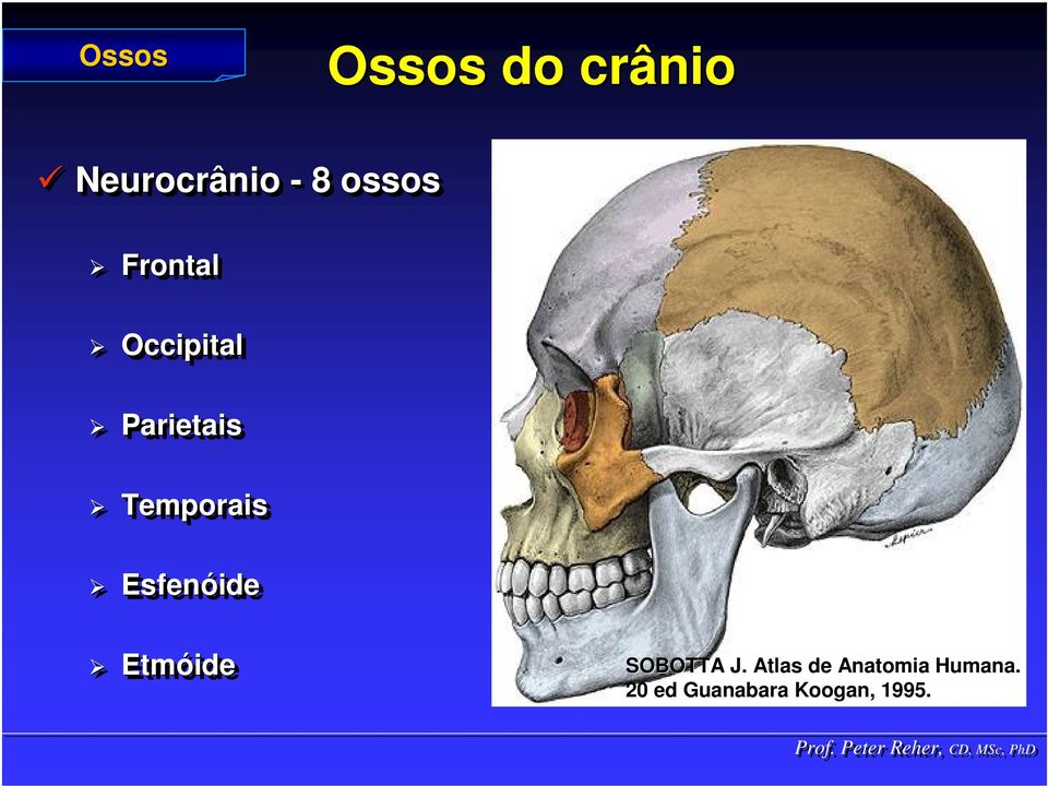 Frontal Occipital