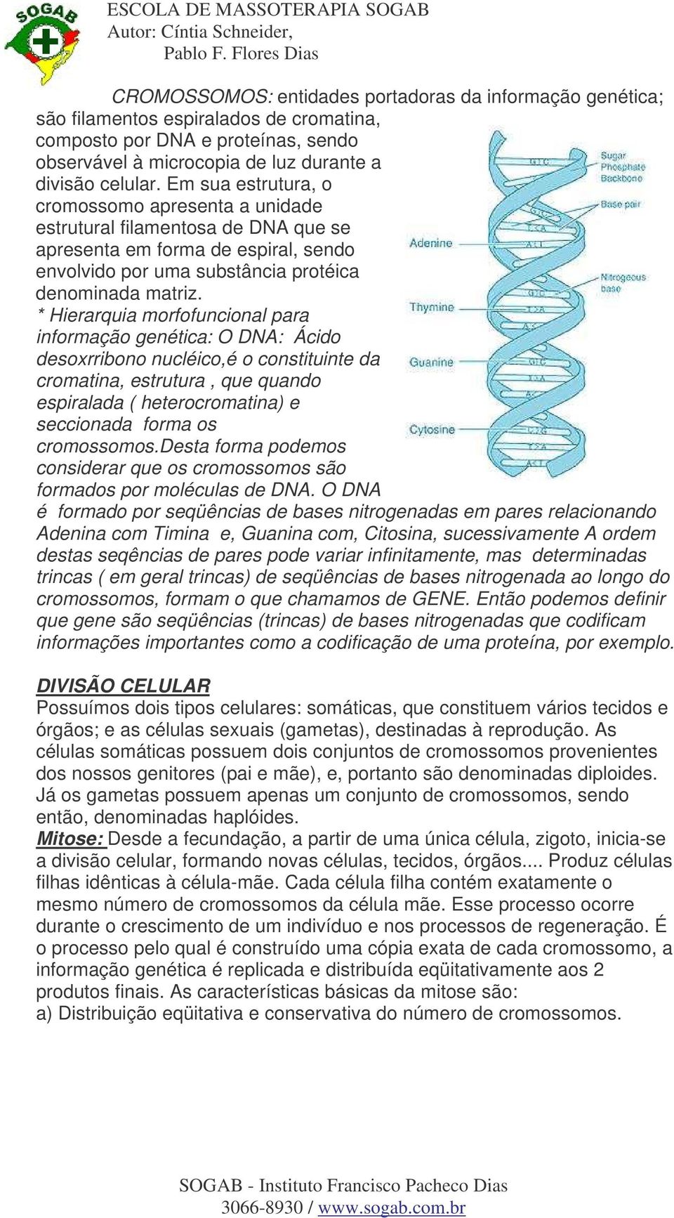* Hierarquia morfofuncional para informação genética: O DNA: Ácido desoxrribono nucléico,é o constituinte da cromatina, estrutura, que quando espiralada ( heterocromatina) e seccionada forma os