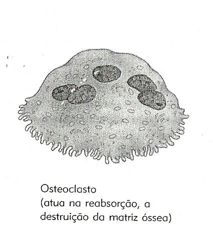 Tipos de Células no Tecido Ósseo Osteoclastos: São encontrados na superfícies do osso e atuam na