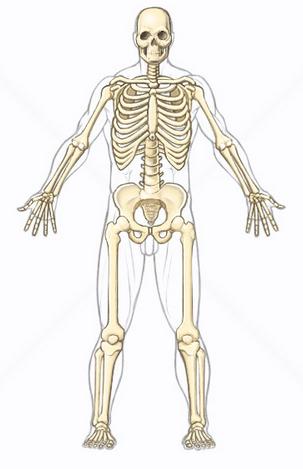 Funções dos Ossos Sustentação O esqueleto fornece uma moldura para o corpo e, como