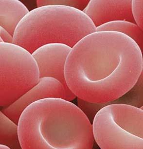 Funções dos Ossos Local de produção das células do sangue Em certos ossos, um tecido conjuntivo denominado medula óssea vermelha produz células sanguineas, um processo denominado hematopoiese.