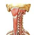 MÚSCULOS DO DORSO GRUPO POSTERIOR Músculos Pós-vertebrais: Profundos: Camada profunda (m.