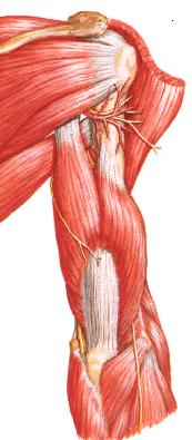 coronóide - ulna Flexão do antebraço Tubérculo infraglenoidal da (cab. longa), e face Tríceps posterior do, acima Estende o antebraço Olécrano da ulna Braquial (cab.