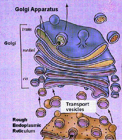 APARELHO DE GOLGI O Aparelho de Golgi é constituído por uma série de cisternas dispostas paralelamente.