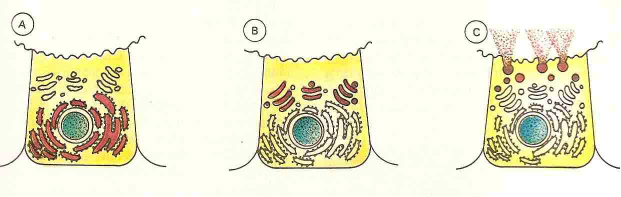 Complexo de Golgi ou aparelho golgiense: É formado por pequenas bolsas.