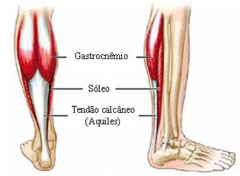 Articulação do Tornozelo e do pé - Músculos Músculo Gastrocnêmio Cabeça Medial Superfície posterior do Côndilo