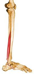 Articulação do Tornozelo e do pé - Músculos Músculo Fibular Curto Dois terços da