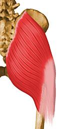 Cintura Pélvica - Músculos Músculo Glúteo Máximo Primeiro quarto posterior da crista do Ílio, superfície posterior do sacro e cóccix próximo ao ílio e fáscia da