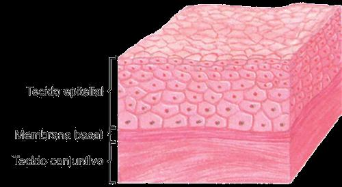 Tecido epitelial Células justapostas Pouca