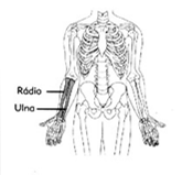Ulna A ulna é o osso medial do antebraço e o rádio é o osso lateral O processo coronóide, em conjunto