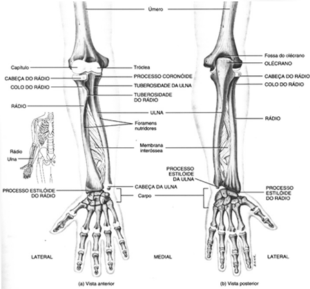 articula-se com a ulna e com o úmero. É o osso lateral do antebraço, isto é, situado no lado do polegar.