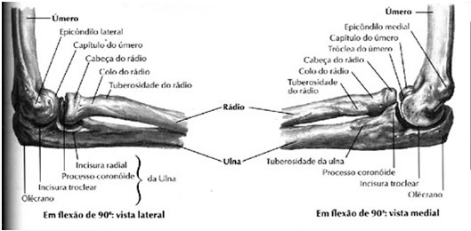 rugosa, denominada tuberosidade do rádio que fornece um ponto de fixação para o músculo bíceps braquial