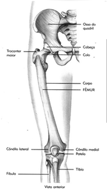 Articula-se O acetábulo do osso do quadril e a cabeça do fêmur articulam-se para formar a