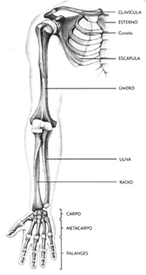 A cintura escapular fixa os ossos do membro superior ao esqueleto axial É o