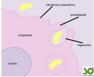 Fagocitose: processo por onde as células amebóides ou os fagócitos envolvem partículas sólidas e as ingerem.