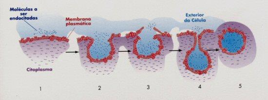 7: Processo de fagocitose Pinacitose: processo em que a célula captura líquido ou macromolécula dissolvida em água pela