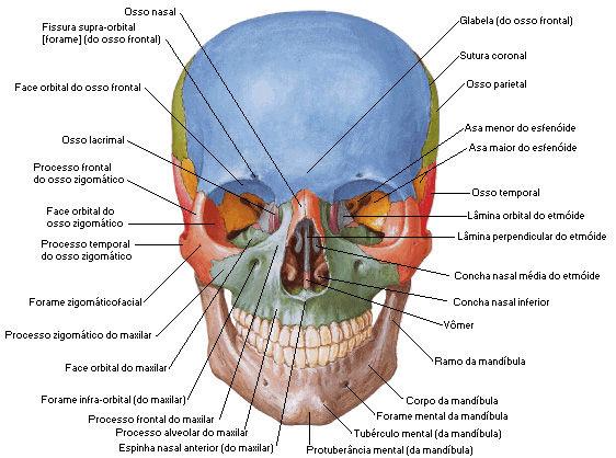 inserção do músculo temporal e entre as duas saliências esta uma chanfradura chamada de incisura da mandíbula (chanfradura sigmóide).