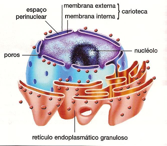 Núcleo O Núcleo atua na reprodução celular.