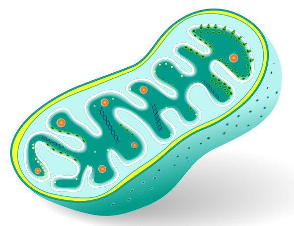 Mitocôndria o Têm a função de gerar energia para a célula.