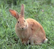 (Encceja MEC) Uma população de coelhos selvagens era formada, no passado, por coelhos com orelhas curtas e coelhos com orelhas longas.
