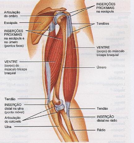 Musculatura